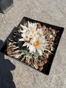 Turbinicarpus schwarzii